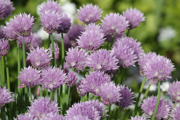 Purple flowers of Chives plant (Allium schoenoprasum) close-up in summer garden