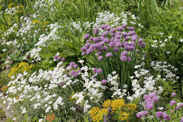 Fototapeta premium Mixborder with purple flowers of Chives plant (Allium schoenoprasum) and white flowers of boreal chickweed (Cerastium biebersteinii). Summer floral garden