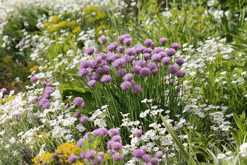 Mixborder with purple flowers of Chives plant (Allium schoenoprasum) and white flowers of boreal chickweed (Cerastium biebersteinii). Summer floral garden - 509259836