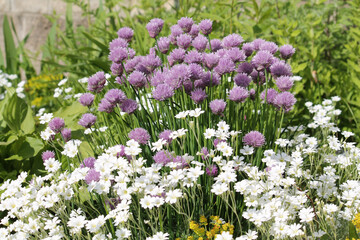 Mixborder with purple flowers of Chives plant (Allium schoenoprasum) and white flowers of boreal chickweed (Cerastium biebersteinii). Summer floral garden