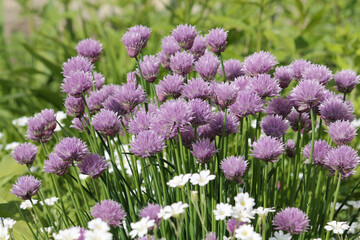 Purple flowers of Chives plant (Allium schoenoprasum) close-up in summer garden