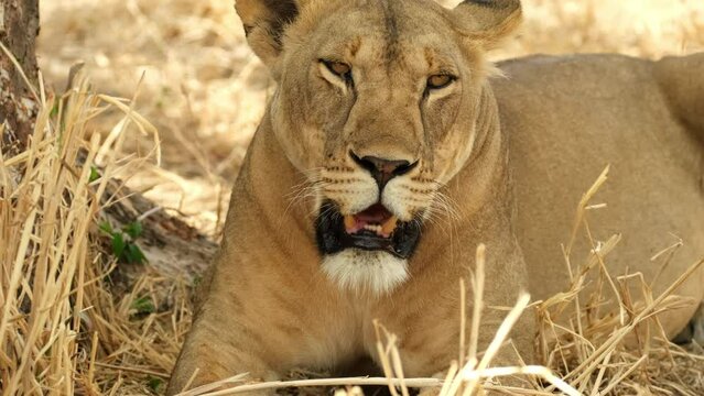 A lioness lies and rests in the shade of a huge baobab during a drought in the wild of the African savanna, while an annoying gadfly tries to fly into her eye