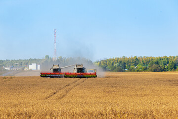 Naklejka premium Harvesting wheat by combine harvesters in wheat field. Combines harvest ripe wheat to process it into flour on bright sunny day.