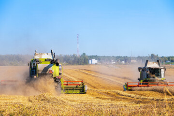 Fototapeta premium Wheat crop is harvested by combine harvester in field on sunny, hot day. Agriculture began harvesting wheat destined for European countries.