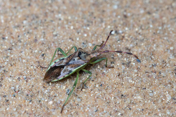 Heteroptera bug close detail image