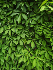 Texture close-up. Green ivy leaves growing into the wall Background