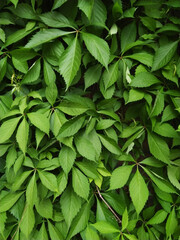 Texture close-up. Green ivy leaves growing into the wall Background
