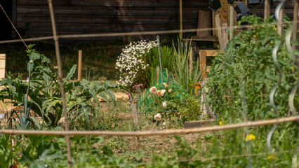 Planting vegetables and flowers, companion plants, in the vegetable garden, early June, through a bamboo frame