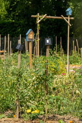Small houses, shelters, for birds and for insects, in the middle of tomato plantations, in the vegetable garden blooms, early June