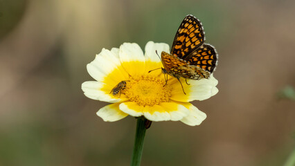 Black and orange butterfly, called “checkerboard athalie” browsing an edible chrysanthemum flower, and small wasp, early June