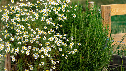 Close up of a blooming German chamomile and rosemary crop in early June in the vegetable garden

