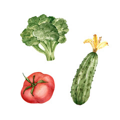 set of watercolor illustrations of vegetables broccoli, cucumber and tomato, on a white background.