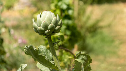 Close-up of a ripening artichoke in early June in the vegetable patch