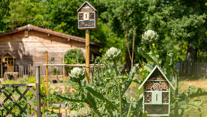 Magnificent wooden houses, shelters for insects, next to ripe artichoke plants, in the vegetable...