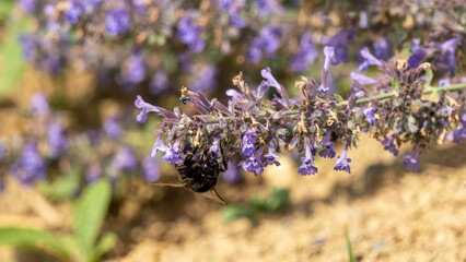 Bumblebee, seeking nectar on a plant with blue flowers, in the vegetable garden, in June