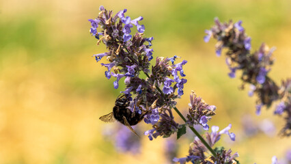 Bumblebee, seeking nectar on a plant with blue flowers, in the vegetable garden, in June