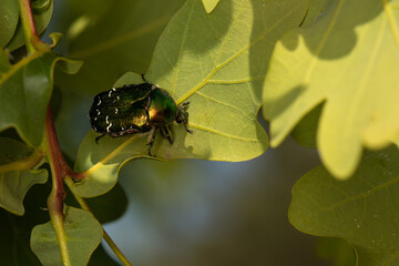 Green rose chafer close up