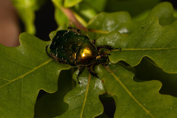 Green rose chafer close up