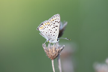 Obraz premium Beauty and inspiration – butterfly on leaf surrounded by blooming flowers