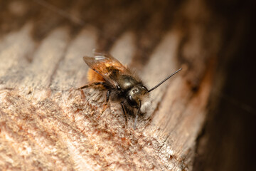 Wild honey bee