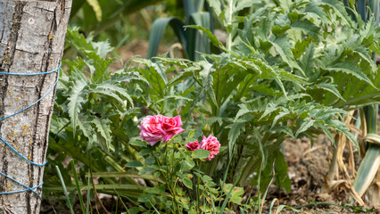 Fototapeta na wymiar Pink rose bush among the artichoke plants, in the vegetable garden, at the beginning of June
