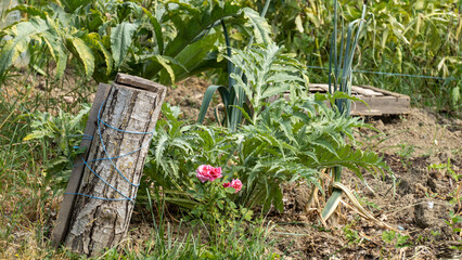 Pink rose bush among the artichoke plants, in the vegetable garden, at the beginning of June