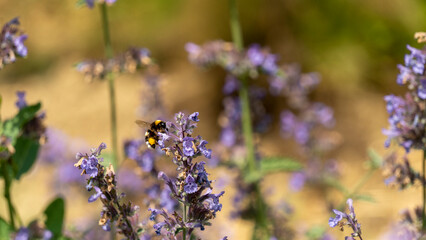 Bumblebee, seeking nectar on a plant with blue flowers, in the vegetable garden, in June