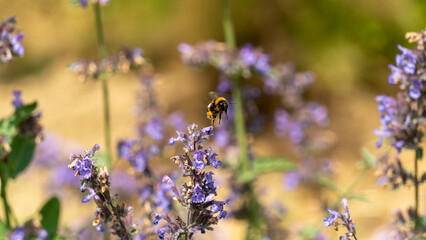Bumblebee, seeking nectar on a plant with blue flowers, in the vegetable garden, in June