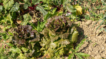 Salads and other plantings, in the vegetable garden, early June