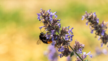 Bumblebee, seeking nectar on a plant with blue flowers, in the vegetable garden, in June