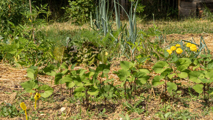 Fototapeta na wymiar Young plantations, and plastic label to indicate the names of crops, in June, in the vegetable garden