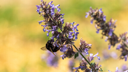 Bumblebee, seeking nectar on a plant with blue flowers, in the vegetable garden, in June