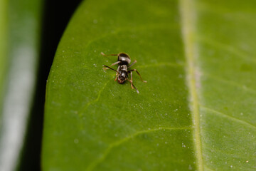 Black garden ant or common black ant
