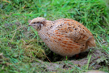 Portrait of laying quail in suitable habitat,