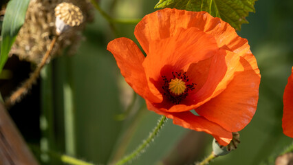 Fototapeta premium Magnificent poppy flower, in the vegetable garden, in June