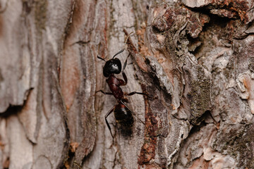 Black garden ant or common black ant