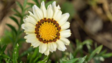 Close up of a white and yellow edible chrysanthemum flower in early June