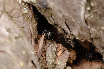 Black garden ant or common black ant