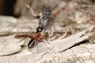 Black garden ant or common black ant