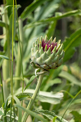 Close-up of an artichoke in the vegetable garden, in the month of jouin, turning pink