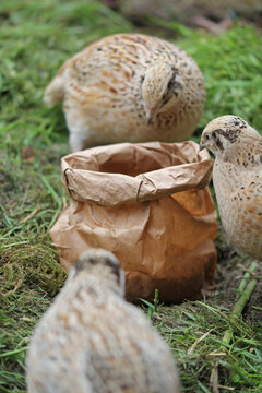 Portrait of laying quail in suitable habitat,