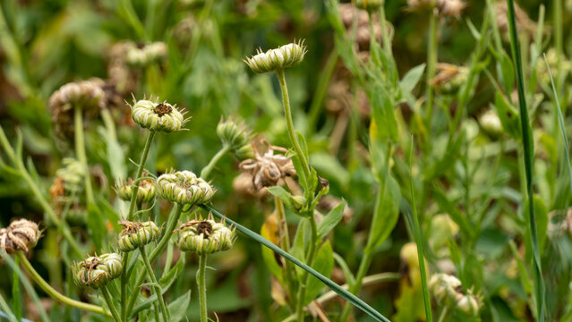 Withered marigold flowers, forming future seeds as a good companion in the vegetable garden