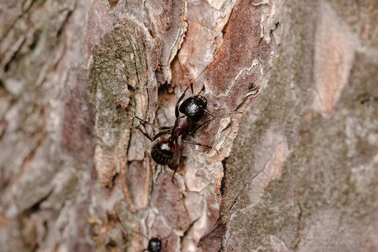 Black garden ant or common black ant