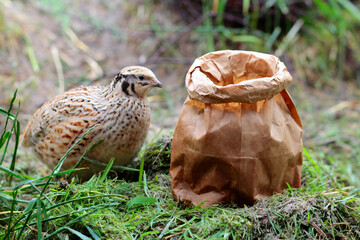 Portrait of laying quail in suitable habitat,