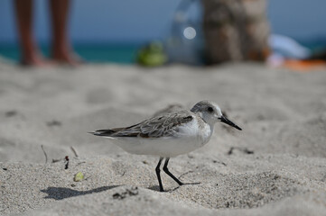Birds / South Beach - Miami