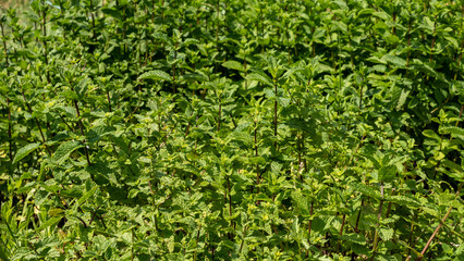 Close up of leafy mint plants in June in the vegetable garden