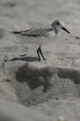 Birds / South Beach - Miami