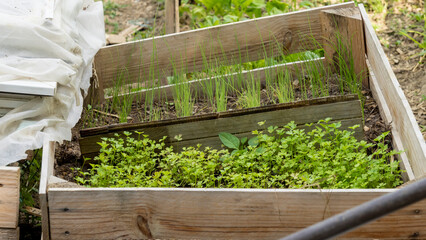 Wooden bins, in the vegetable garden, in which seedlings sprout, in June - obrazy, fototapety, plakaty