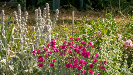 In the vegetable garden in June, pretty flowering of fushia pink carnations, sage and rosebush in...