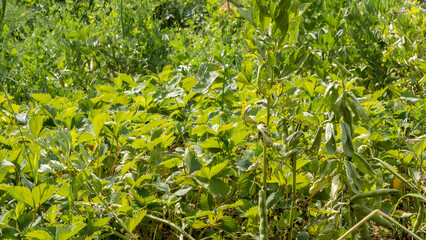 Strawberry plants next to bean plants, in June, in the vegetable garden